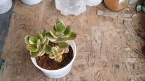 || SUCCULENT FAQ 69 || CAN I PLACE JADE IN BEDROOM OR BATHROOM ||