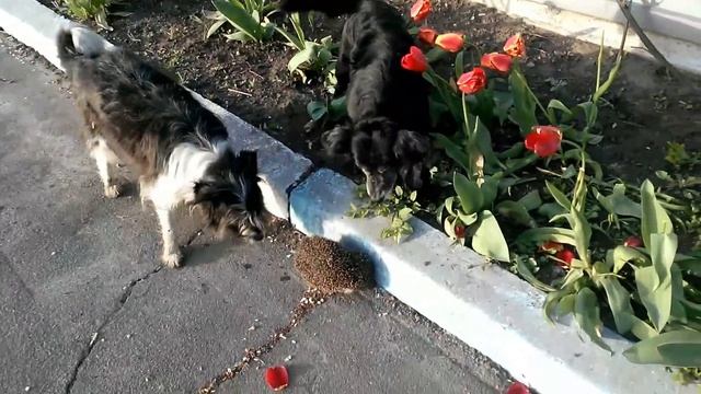 Собаки и ёжик смотреть онлайн