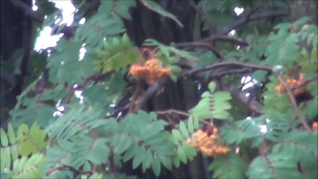 Video Compare Sony (mobile) Panasonic (photo) Sony (camera) Nikon (HD-SLR) смотреть онлайн