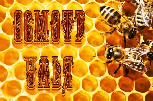 Осмотр улья 🐝 🎸
