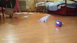 Смешные и забавные котята играют * Прикольные котята