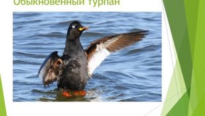 КРАСНАЯ КНИГА ЯНАО