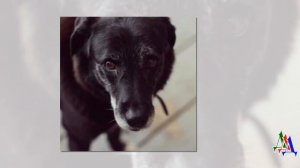 Пес Ричи понял, что его вернули в приют - из глаз собаки катились слезы