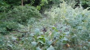 МТЗ 80 корчует деревья (ЭО-2626) 7200кг