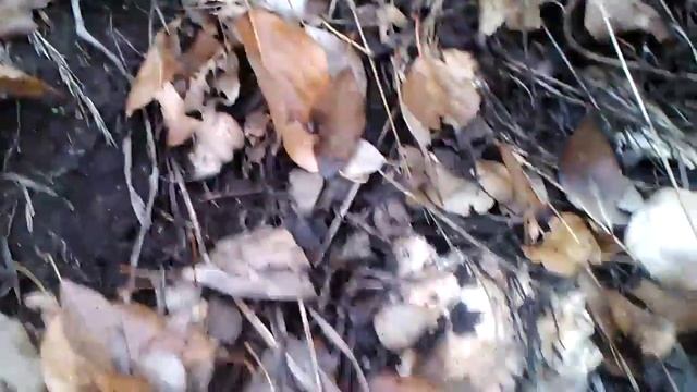 Темиртау ( Грибочки подтопольники) смотреть онлайн