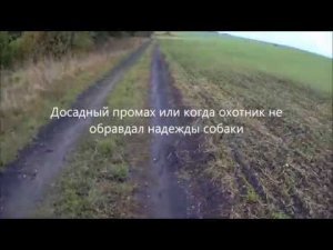 Охота на куропаток с курцхааром. Досадный промах.