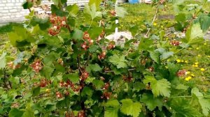 Никогда не Наблюдала как Цветёт КРЫЖОВНИК. Очень Вкусный Крыжовник" ЧЁРНЫЙ ПРИНЦ"  ???30 апреля 202