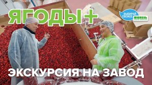 Как производят замороженные ягоды и грибы? Экскурсия на ТПК «Ягоды Плюс» с Анастасией Комраковой