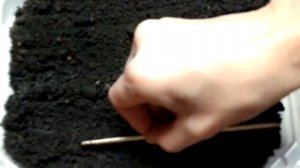 Алиссум смесь/Вербена "Идеал Флорист"/Сеем цветы