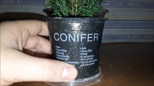 Новогодний Кипарисовик из "Магнита". Обзор.