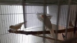 Разведение канареек в зимний период