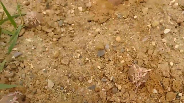 Грабли веерные  Для любителей канала Грабли Лайф 19 06 21 смотреть онлайн