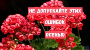 ГЕРАНЬ НЕ любит эти 10 вещей! ЖАЛЕЮ, что РАНЬШЕ об этом не знала!