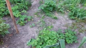 Керрия японская уже цветет!