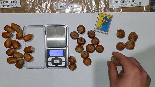 ОДНИ ИЗ КРУПНЕЙШИХ ОРЕХОВ ФУНДУКА В МИРЕ. Трапезунд, Великан Трушеса, Пушкинский краснолистый смотреть онлайн