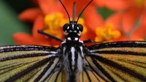 NIKON D800 (Россия)