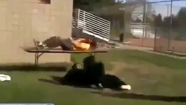 Горилла навернулась Юмор! Прикол! Смех смотреть онлайн