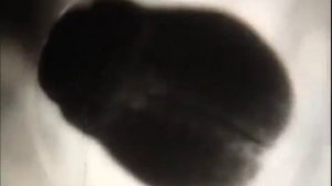 Развитие и размножение лягушки. Земноводные