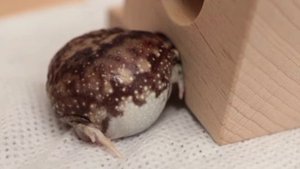 Зевающая крохотная лягушка