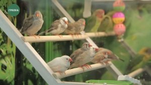 Всемирный день домашних животных. Влияние питомцев на человека