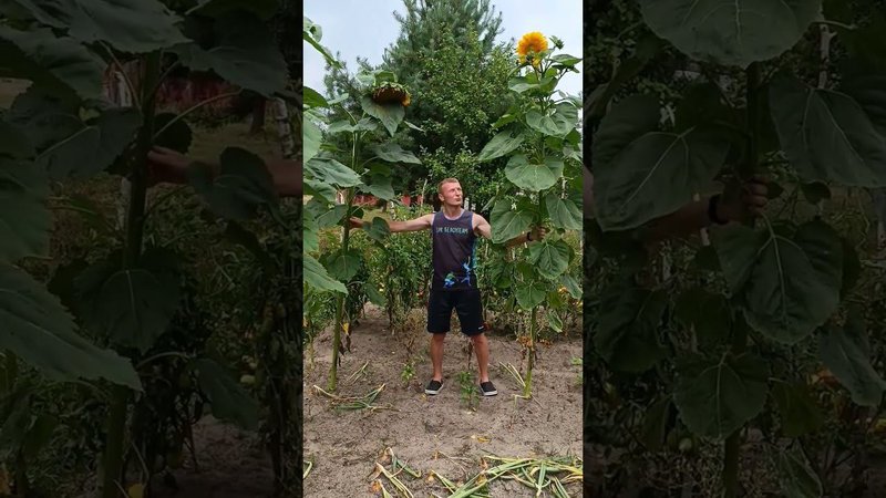 В гостях у брата на даче. Подсолнухи. Дачный путь.