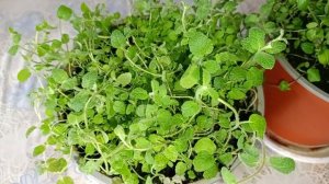 Выращиваю Томаты, Капусту Пак-Чой, Мяту, Базилик, Мангольд и Салаты. Огород на балконе 2024