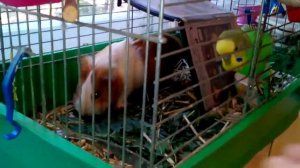 Попугай защитник морской свинки