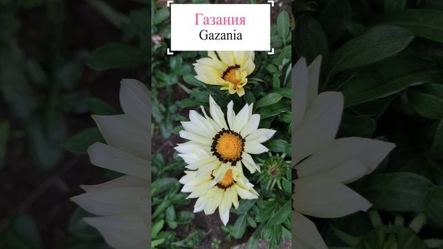 Газания (Gazania).?