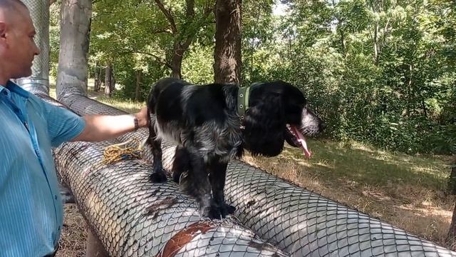 Блэк - летняя стрижка русского спаниеля