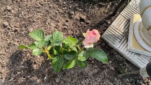 Цветут розы. Декор для сада и дома. смотреть онлайн