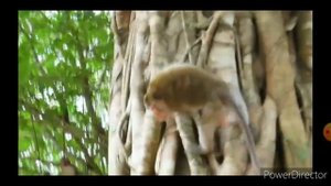 ЛУЧШЕ ПРИКОЛЫ УГАР! ИСПУГ обезьяны и собак - смешное видео, приколы, смотреть онлайн