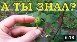 Как «вывести» МУРАВЬЕВ. Народные советы???