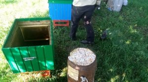 РОЕЛОВСТВО 2021/пересаживаю рой с колоды в улей