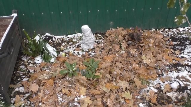 Рододендрон ! Подготовка к зиме! Укрытие на зиму! смотреть онлайн