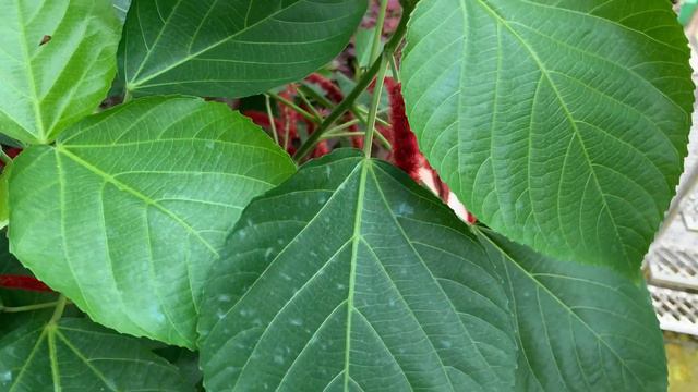Acalypha Hispida || chenille Plant смотреть онлайн