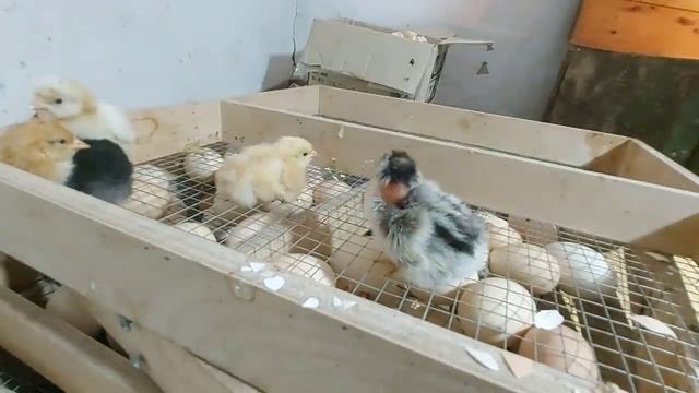 Выбираю цыплят из инкубатора! Сколько выведется из 400 яиц?