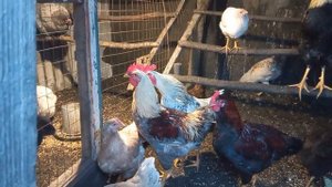 Пение Юрловской Голосистой?