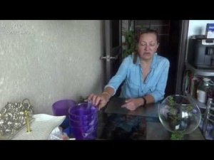 Болталка - нужны ли мне цветы? Что я хочу приобрести из цветов. Цветочные покупки.