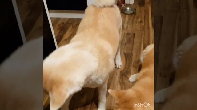 Акита-ину. Akita-inu. смотреть онлайн