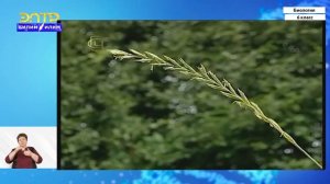 6-класс | Биология | Класс однодольные растения. Семейство злаковые