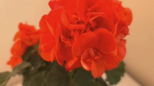PAC Shocking orange. Зимнее цветение куста 3.5 года