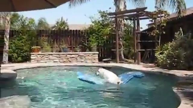 Собака-серфингист в бассейне смотреть онлайн