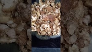 РЕДКОЕ РЫБНОЕ БЛЮДО! МОЛОКИ ЛОСОСЁВЫХ - ПОЛЕЗНЫЙ ДЕЛИКАТЕС!