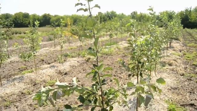 самый простой способ отгибания веток при формировке дерева смотреть онлайн