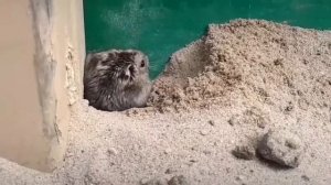 Хомяк роет норку