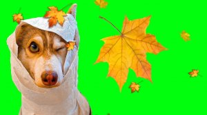 ЛУЧШИЕ МОМЕНТЫ ОСЕНИ!! (ХАски Бублик) Говорящая собака Mister Booble