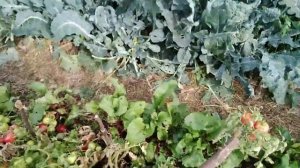 Свекла Мулатка