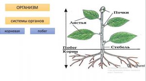 Организм как биосистема. Уровни жизни.  Биология 5 класс