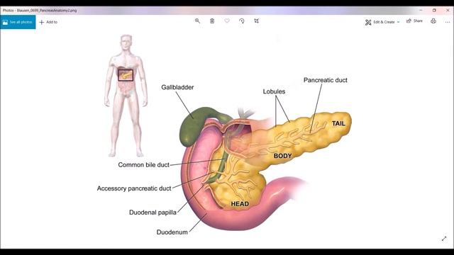 ANIMAL HORMONE PART 3 FULLY EXPLAINED IN TAMIL смотреть онлайн