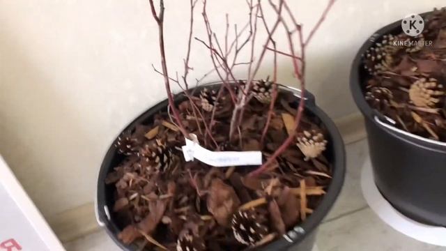 ГОЛУБИКА на ОТКРЫТОМ БАЛКОНЕ ЗИМОЙ! Что будет дальше?) #голубика смотреть онлайн